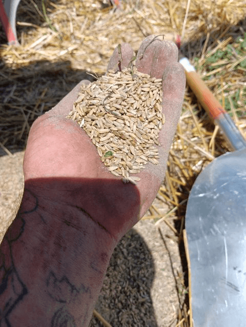 Gallery Image: Golden Waves llc Mobile Grain Cleaning